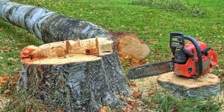 Trusted Romoland, CA Tree Care Experts
