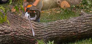 Best Lawn Renovation and Restoration  in Romoland, CA