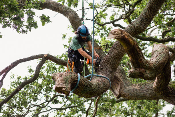 How Our Tree Care Process Works  in  Romoland, CA