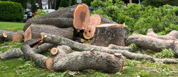 Tree and Shrub Care in Romoland, CA