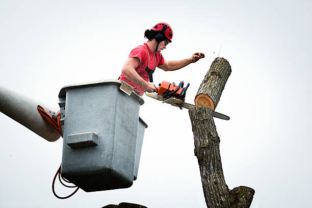 Best Tree Cabling and Bracing  in Romoland, CA